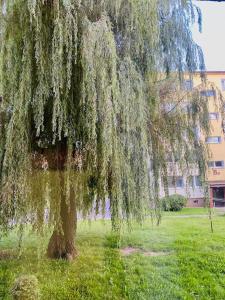 Фотография из галереи Apartament Szeptająca Wierzba в Кошалине