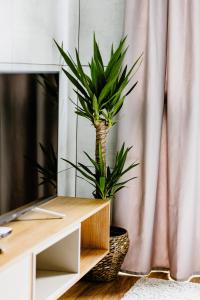 a plant sitting on a table in front of a mirror at APARTAMENTY ARTE LUBLIN Studio Unia Art Residence 39 - faktura VAT in Lublin
