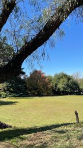 ein Hund, der unter einem Baum auf einem Feld steht in der Unterkunft Casa en Ascochinga privado. Sierras de Córdoba in Ascochinga