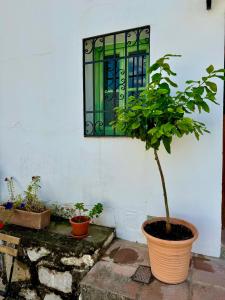 Zahrada ubytování Casa León