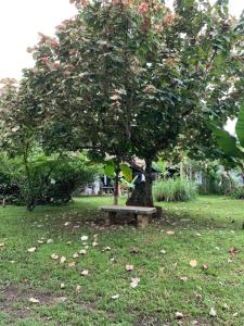 Giardino di Coquira Soil Project