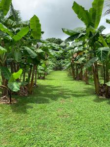 Giardino di Coquira Soil Project