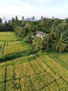 a farm in the middle of a rice field at Viveka Inn Guest and Yala Safari in Tissamaharama