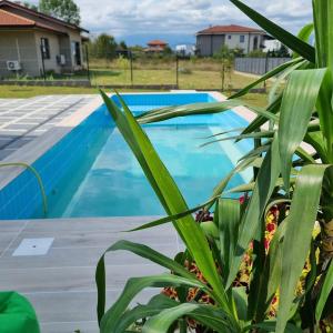 a blue swimming pool with a plant in the foreground at Хотел Европа in Montana