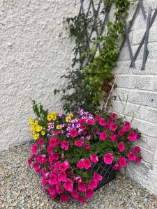 Zahrada ubytování Family and pet friendly farm stay