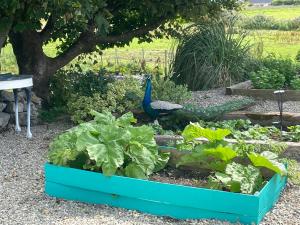 Zahrada ubytování Family and pet friendly farm stay