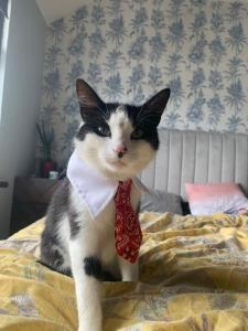 un gatto con una cravatta seduta su un letto di wake up with 2 cats on your face a Dublino