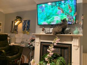 TV a/nebo společenská místnost v ubytování wake up with 2 cats on your face