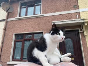 Ospiti di wake up with 2 cats on your face con animali domestici