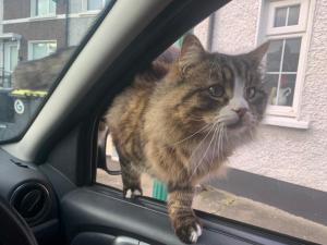 Ospiti di wake up with 2 cats on your face con animali domestici