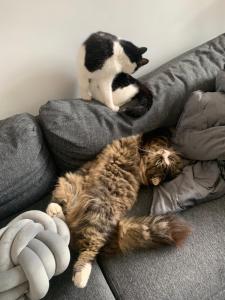 Ospiti di wake up with 2 cats on your face con animali domestici
