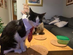 Ospiti di wake up with 2 cats on your face con animali domestici