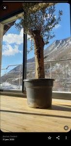 a bonsai tree in a pot in front of a window at Quiétude in Proveysieux