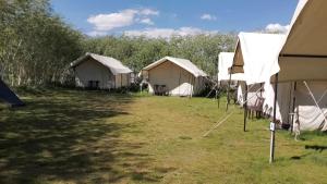 a group of tents in a field with trees at Padmaling guest house zanskar eco camp in Padam