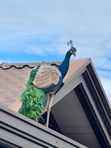 Fotografie z fotogalerie ubytování Bali Villa Mirissa v Mirisse (jih)
