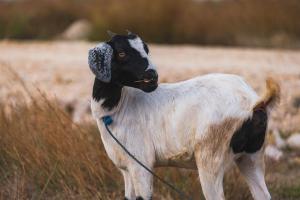 Animaux dans l'hôtel ou à proximité