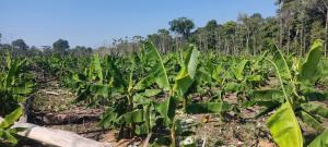 un campo de plátanos con árboles en el fondo en Mini departamento, en Puerto Maldonado