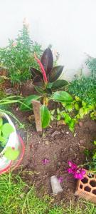 Un jardín con una planta y flores en la tierra. en Mini departamento, en Puerto Maldonado