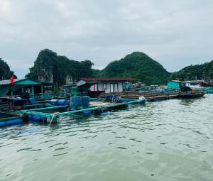 un groupe de maisons sur un quai dans l'eau dans l'établissement Like hostel, à Hai Phong 11 autres photos
