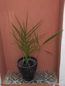 Foto de la galeria de Juli's a Marràqueix