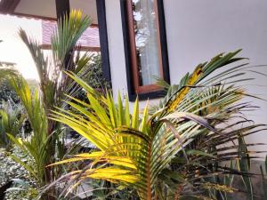 Buntera Homestay Sidemen外面的花园