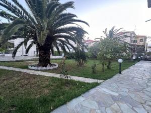 a palm tree in a park next to a sidewalk at Jo's Studios in Myrina +4 photos