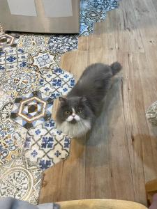 Ospiti di 澎湖卡米諾民宿ll住宿接駁ll貓店長 con animali domestici