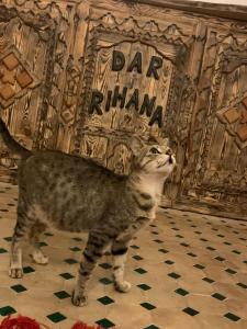 a cat standing in front of a theatre at Dar Rihana Dadès in Aït Idaïr