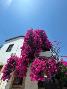 a building filled with lots of purple flowers at Burcu Guest Home in Çağlayan