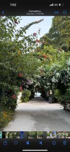 Zahrada ubytování ODI KAMADHOO