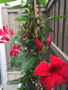 Fotografie z fotogalerie ubytování Costa Mesa Cozy Retreat, Modern and Smart Home v destinaci Costa Mesa