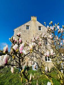 a tree with pink flowers in front of a building at La Maison Poésie in Blay