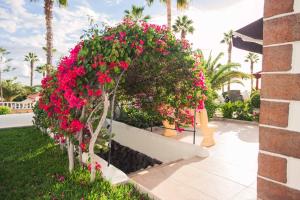 A garden outside Villa Allegra