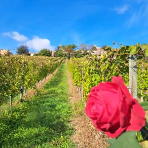 Zahrada ubytování B&B Vigneto Pardom