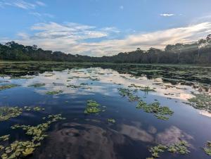 a large body of water with plants in it at Jairo Amazon Tours in Puerto Franco