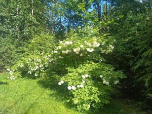 En have udenfor Cottage Petra in Koli