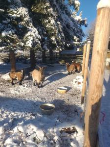 Zvířata v apartmánu nebo okolí