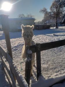 Ferienwohnung Sonnenschein mit kleinem Bauernhof v zimě