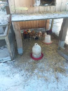 Zvířata v apartmánu nebo okolí