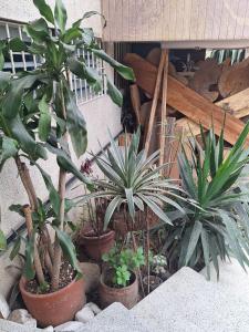 Fotografie z fotogalerie ubytování Casa Babylon v destinaci Medellín + 10 fotografií