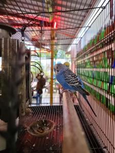 a blue bird sitting on the edge of a cage at Dream Vision Guest House in Diu