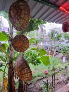 a tree with baskets on it in a garden at Dream Vision Guest House in Diu