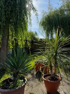 Zahrada ubytování Villa Le Jardin