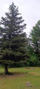a large pine tree in a grass field at TeePee Room 4 - Newly Renovated in Roscommon