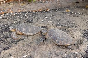 Állatok a vendégházban vagy a közelben