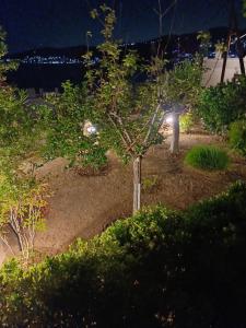 a person with a light in a garden at night at Calma in Perdika