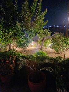 a view of a park at night with trees at Calma in Perdika