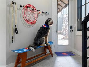 a dog sitting on a chair in a room at Rock n Stars Chalet townhouse in Hideaway Park