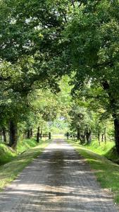 a road with trees on the sides of it at Gîtes de charme "l'écrin de Vendée" jacuzzi privatif, piscine chauffée, prestations bien être, vélos à 10 mn de l'océan sur 3,5 h de verdure in Sallertaine
