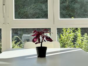 una maceta sentada en una mesa frente a una ventana en Front Beach I, en Sada